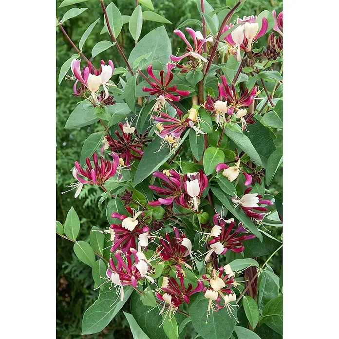 Pflanzen für dich Ziersträucher-Mix 40-60 cm - Lonicera periclymenum 'Serotina' - Trompetenförmige, zweifarbige rosa-weiße Geißblattblüten an grünem Laub.