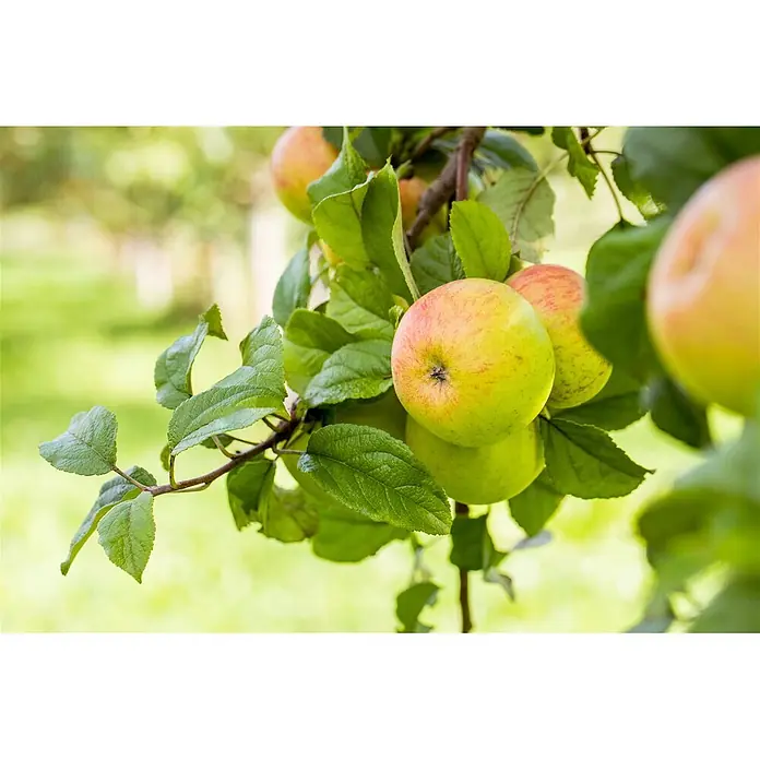 Pflanzen für dich Apfelbaum Apfel 'Roter Berlepsch' 7,5 Liter -  - Reife rot-grüne Äpfel mit grünen Blättern an einem Ast.