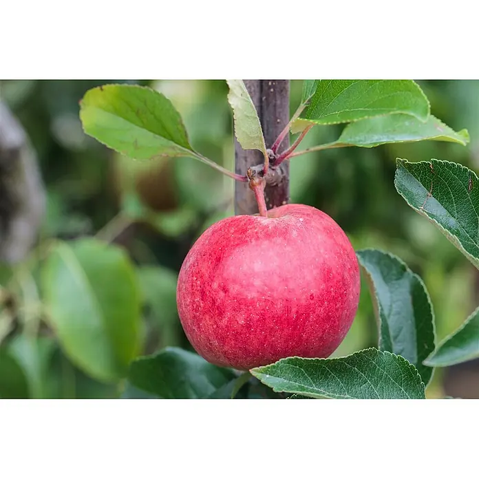 Pflanzen für dich Apfelbaum Apfel 'Roter Berlepsch' 7,5 Liter -  - Ein reifer roter Apfel hängt an einem Ast, umgeben von grünen Blättern.