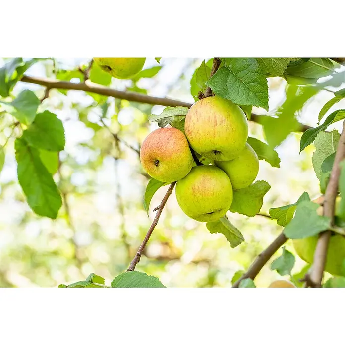 Pflanzen für dich Apfelbaum Apfel 'Roter Berlepsch' 7,5 Liter -  - Mehrere grüngelbe Äpfel mit roter Röte hängen an einem Ast.