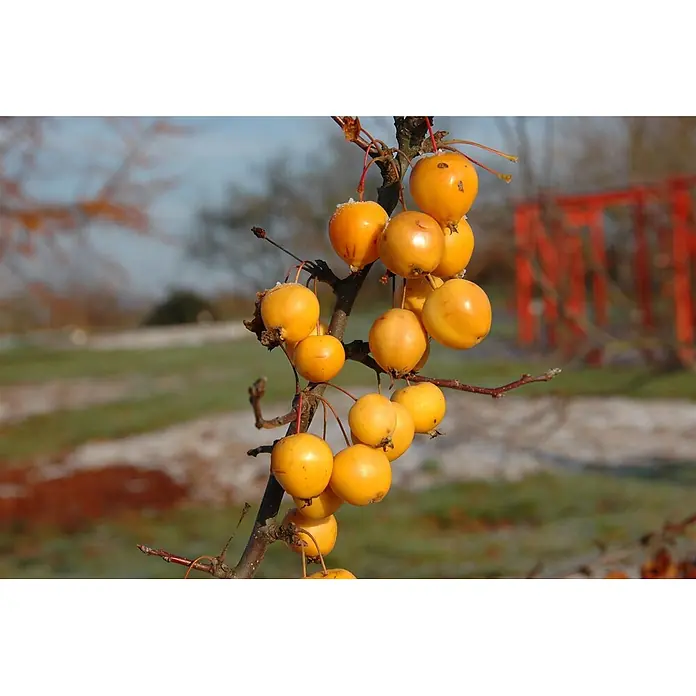 Pflanzen für dich Apfelbaum 60-100 cm -  - Gelb-orange Zieräpfel mit leichtem Raureif an einem kahlen Ast in winterlicher Umgebung.