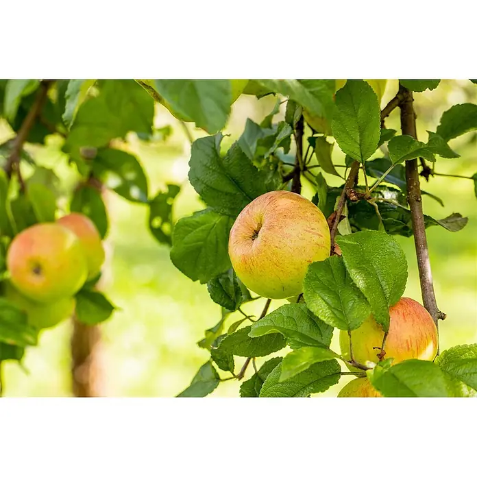 Pflanzen für dich Apfelbaum Apfel 'Roter Berlepsch' 7,5 Liter -  - Reife rot-gelbe Äpfel hängen an einem Ast mit grünen Blättern.