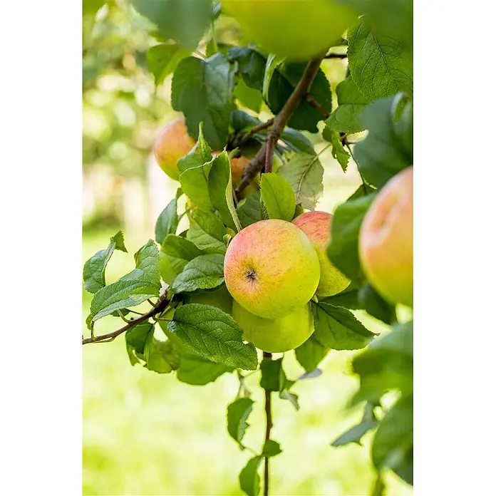 Pflanzen für dich Apfelbaum Apfel 'Roter Berlepsch' 7,5 Liter -  - Reifende Äpfel, grün mit roter Röte, hängen an einem Ast zwischen frischen grünen Blättern.