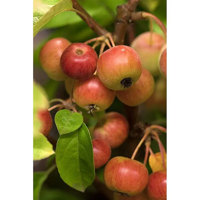 Pflanzen für dich Apfelbaum 80-100 cm -  - Nahaufnahme reifer roter und gelber kleiner Äpfel an einem Ast mit grünen Blättern.