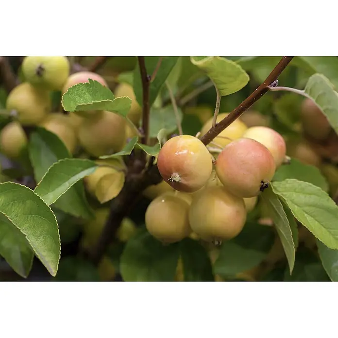 Pflanzen für dich Apfelbaum 60-100 cm -  - Kleine, runde, gelb-rote Zieräpfel mit grünen Blättern an einem braunen Ast.
