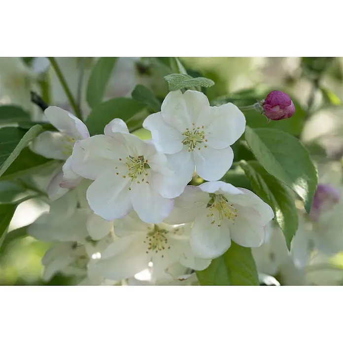 Pflanzen für dich Apfelbaum 80-100 cm -  - Weiße und rosa Blüten mit gelben Zentren und einer leuchtend rosa Knospe.