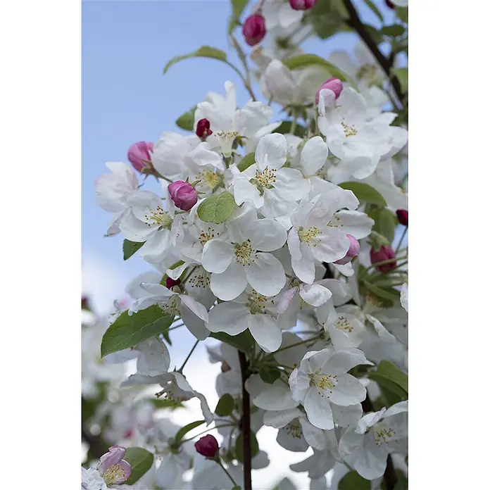 Pflanzen für dich Apfelbaum 80-100 cm -  - Weiße Apfelblüten mit rosa Knospen an einem Ast vor blauem Himmel.