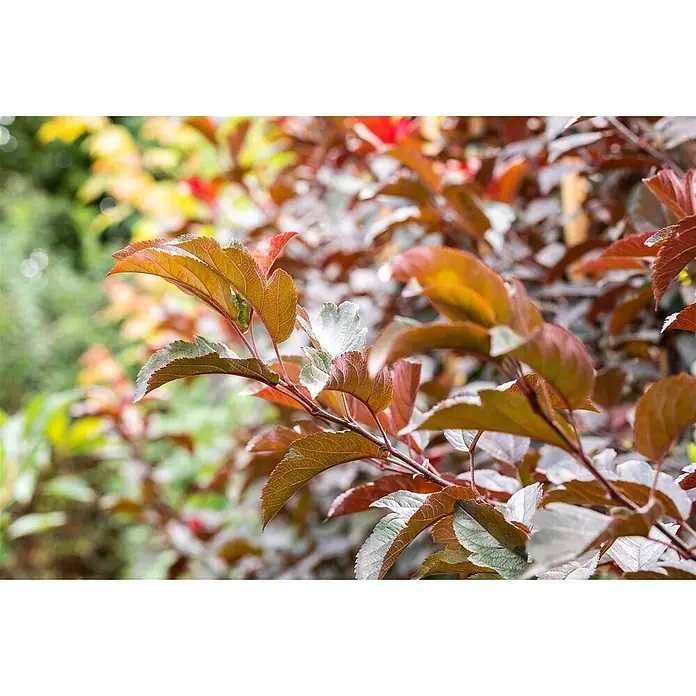Pflanzen für dich Apfelbaum 80-100 cm -  - Nahaufnahme von leuchtend rotbraunen und silbrig-grünen Blättern an einem Zweig.