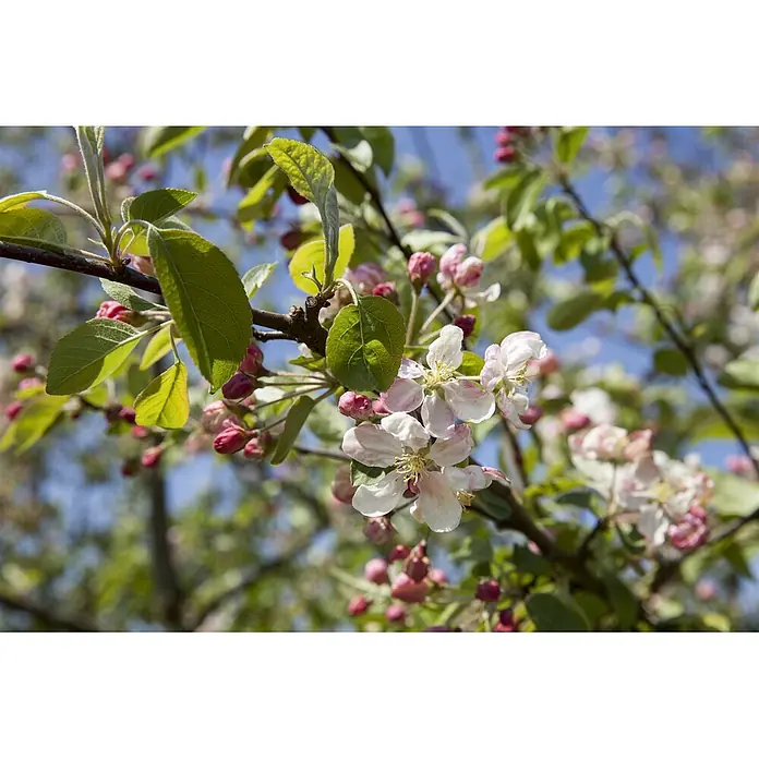 Pflanzen für dich Apfelbaum 80-100 cm -  - Nahaufnahme von Apfelbaumzweigen mit grünen Blättern, rosa Knospen und weiß-rosa Blüten vor blauem Himmel, der den Frühling anzeigt.