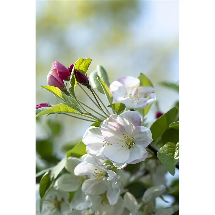 Pflanzen für dich Apfelbaum 80-100 cm -  - Nahaufnahme zarter weiß-rosa Apfelblüten und Knospen an einem Ast mit grünen Blättern, von Sonnenlicht beleuchtet.