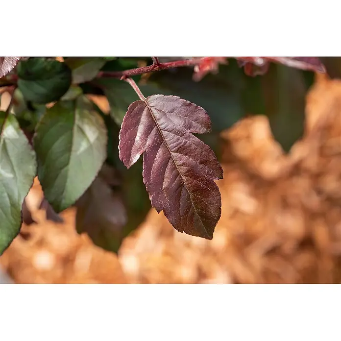 Pflanzen für dich Apfelbaum 80-100 cm -  - Detaillierte Ansicht eines rot-violetten Blattes mit sichtbaren Adern an einem Ast, umgeben von grünen Blättern.