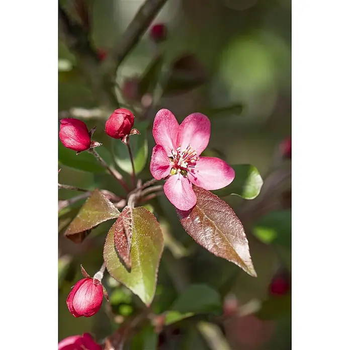 Pflanzen für dich Apfelbaum 60-100 cm -  - Lebendige rosa Blüte mit mehreren Knospen und grünbraunen Blättern an einem Zweig.