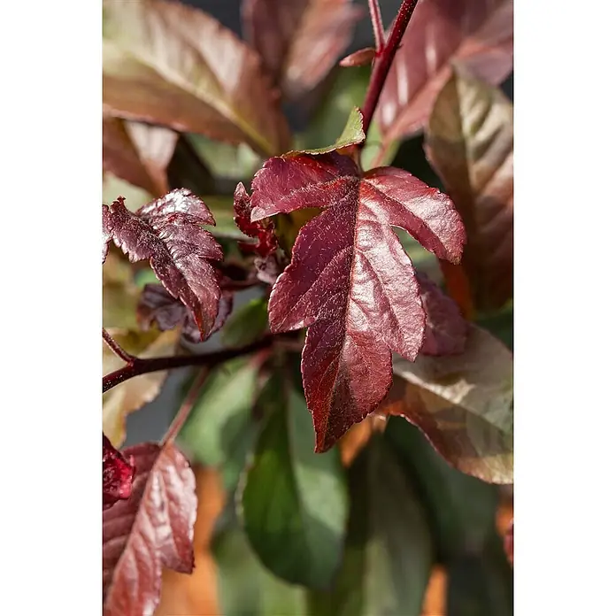 Pflanzen für dich Apfelbaum 80-100 cm -  - Leuchtend tiefrote Blätter einer Pflanze, teils gelappt mit sichtbaren Adern.