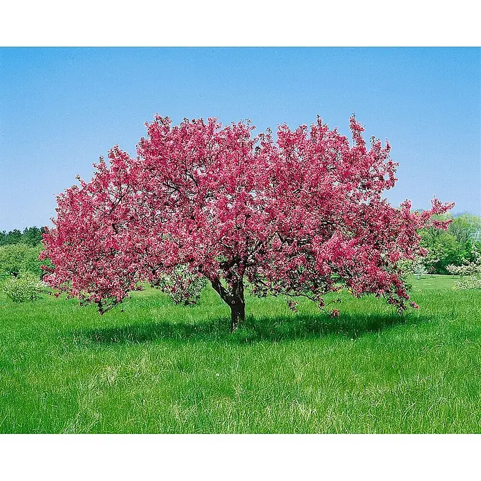 Pflanzen für dich Apfelbaum 60-100 cm -  - Ein leuchtend rosa blühender Baum steht markant auf einem hellgrünen Feld unter blauem Himmel.
