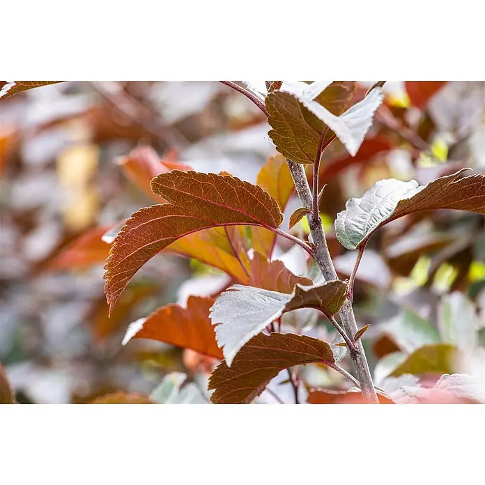 Pflanzen für dich Apfelbaum 80-100 cm -  - Detaillierte Aufnahme von rotbraunen Blättern an einem Ast, einige zeigen eine markante silbrige Unterseite.