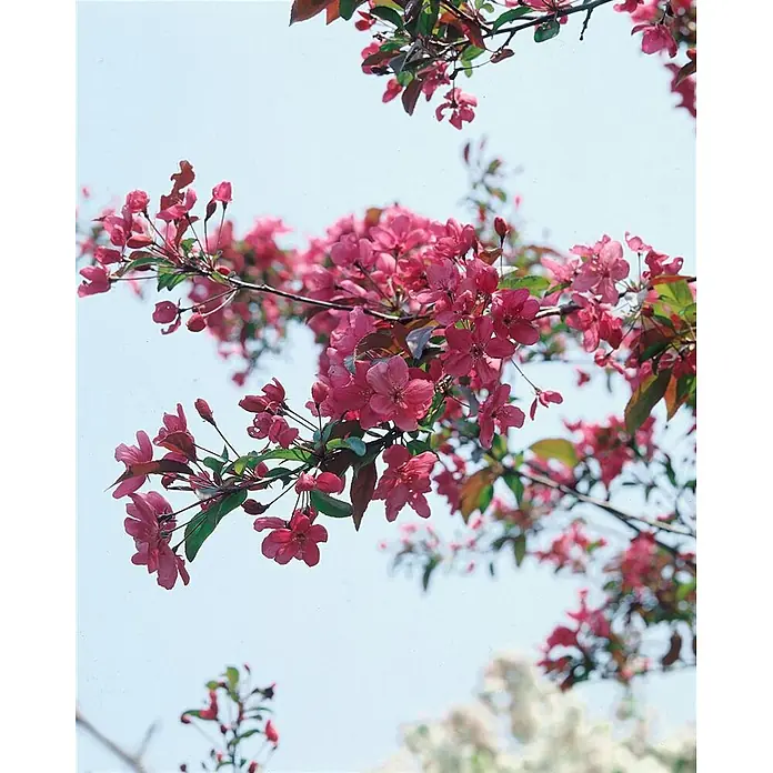 Pflanzen für dich Apfelbaum 60-100 cm -  - Zweige eines blühenden Apfelbaums mit leuchtend rosa Blüten und rötlich-grünen Blättern vor hellem blauem Himmel.