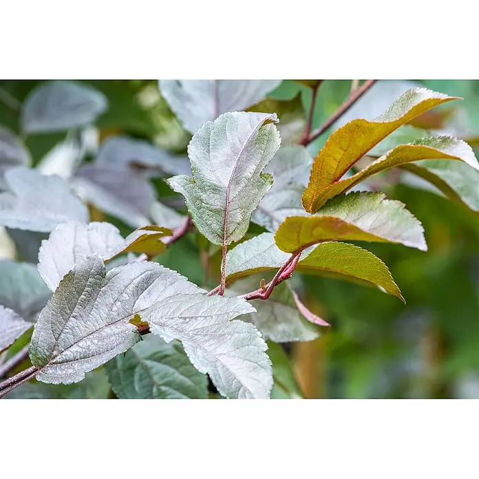 Pflanzen für dich Apfelbaum 80-100 cm -  - Nahaufnahme von Pflanzenblättern an Ästen, mit silbrig-grünem und gold-grünem Laub und rötlichen Stielen.