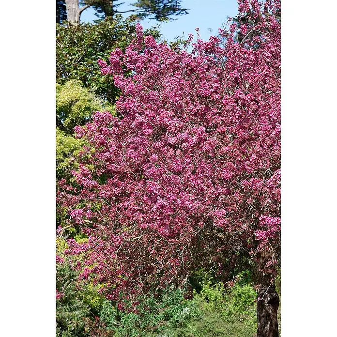 Pflanzen für dich Apfelbaum 60-100 cm -  - Ein großer Baum, bedeckt mit leuchtend rosa Blüten, mit grünem Laub und blauem Himmel im Hintergrund.
