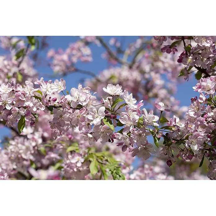 Pflanzen für dich Apfelbaum 80-100 cm -  - Rosa-weiße Blüten an einem Ast vor blauem Himmel.