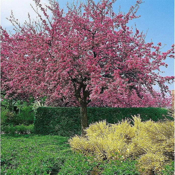 Pflanzen für dich Apfelbaum 60-100 cm -  - Leuchtend rosafarbener Blütenbaum in einem Garten mit grünen Hecken und gelben Sträuchern.
