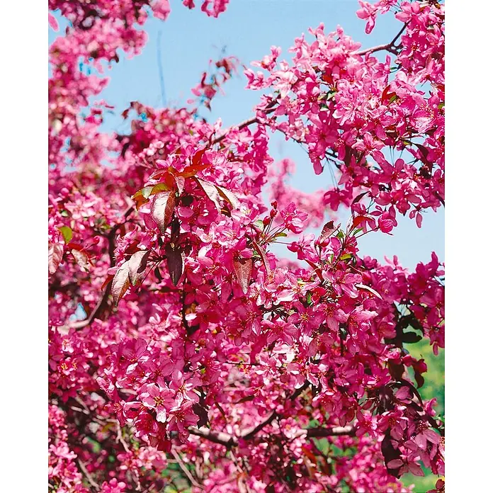 Pflanzen für dich Apfelbaum 60-100 cm -  - Baumzweige über und über mit leuchtend rosa Blüten und dunkelroten Blättern vor blauem Himmel.