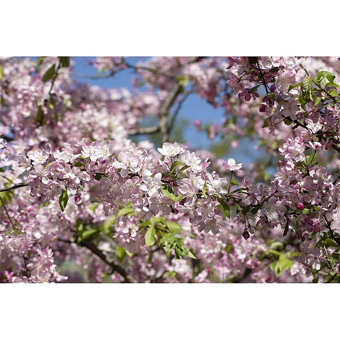 Pflanzen für dich Apfelbaum 80-100 cm -  - Rosa und weiße Kirschblüten bedecken Äste vor blauem Himmel, zeigen lebendige Frühlingsblumen.