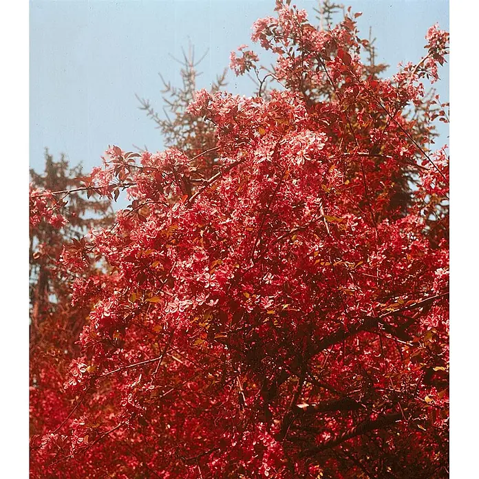 Pflanzen für dich Apfelbaum 80-100 cm -  - Ein dicht blühender Baum mit leuchtend roten und rosa Blüten vor klarem Himmel, der üppiges Frühlingslaub zeigt.