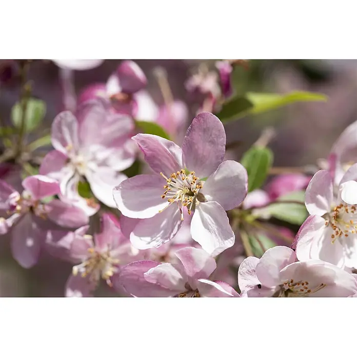 Pflanzen für dich Apfelbaum 80-100 cm -  - Nahaufnahme leuchtend pinker und weißer Blüten mit zarten Blütenblättern und gelben Staubgefäßen.