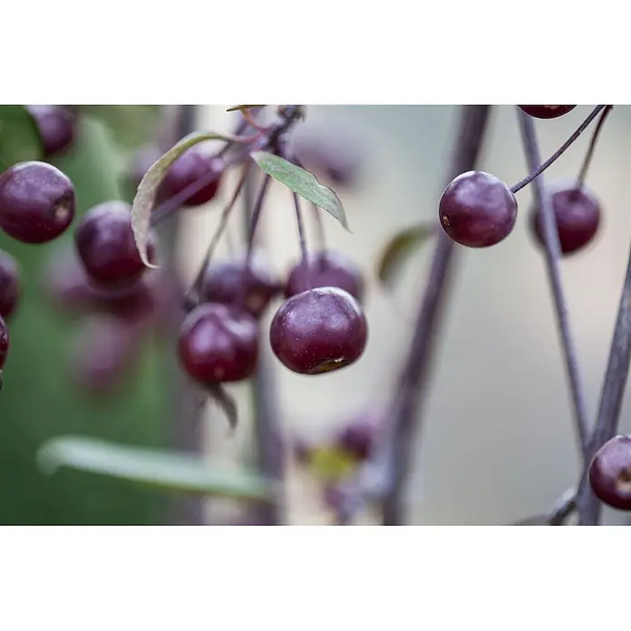 Pflanzen für dich Apfelbaum 80-100 cm -  - Glänzende, dunkelrote Beeren hängen an dünnen Zweigen mit kleinen Blättern.