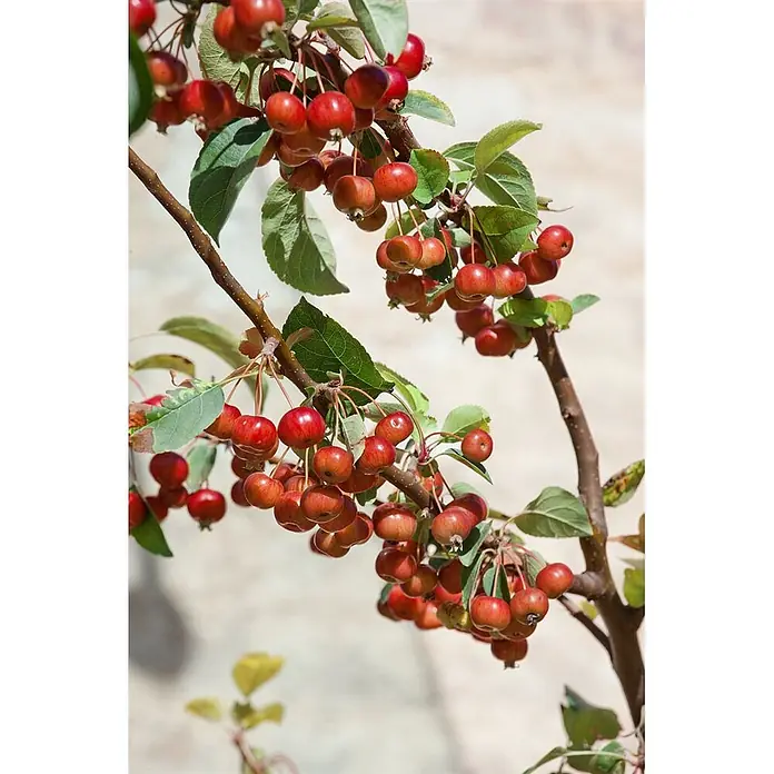 Pflanzen für dich Apfelbaum 80-100 cm -  - Trauben kleiner, runder roter Beeren mit grünen Blättern an braunen Ästen.
