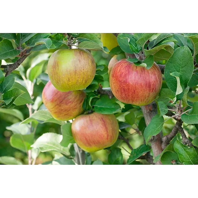 Pflanzen für dich Apfelbaum 150-200cm -  - Mehrere reife rot-grüne Äpfel hängen an einem belaubten Ast.