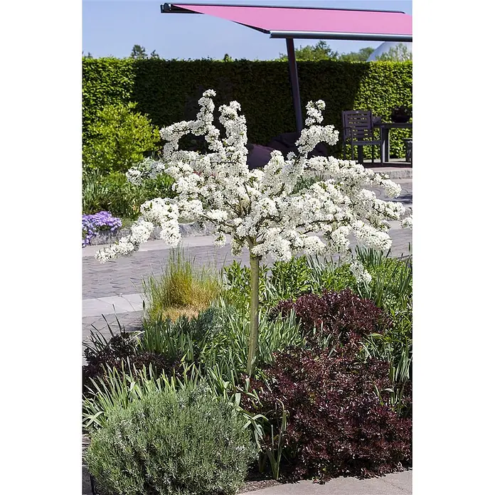 Pflanzen für dich Apfelbaum 80-100 cm -  - Kleiner blühender Baum mit vielen weißen Blüten im Garten.