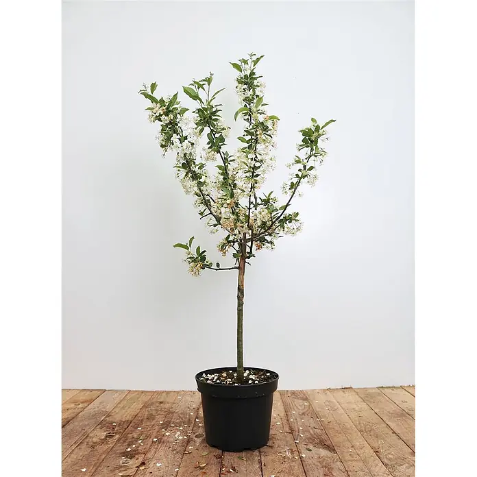 Pflanzen für dich Apfelbaum 40-60 cm -  - Kleiner Baum in einem schwarzen Topf mit weißen Blüten und grünen Blättern.