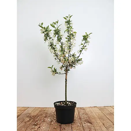 Pflanzen für dich  Apfelbaum 40-60 cm