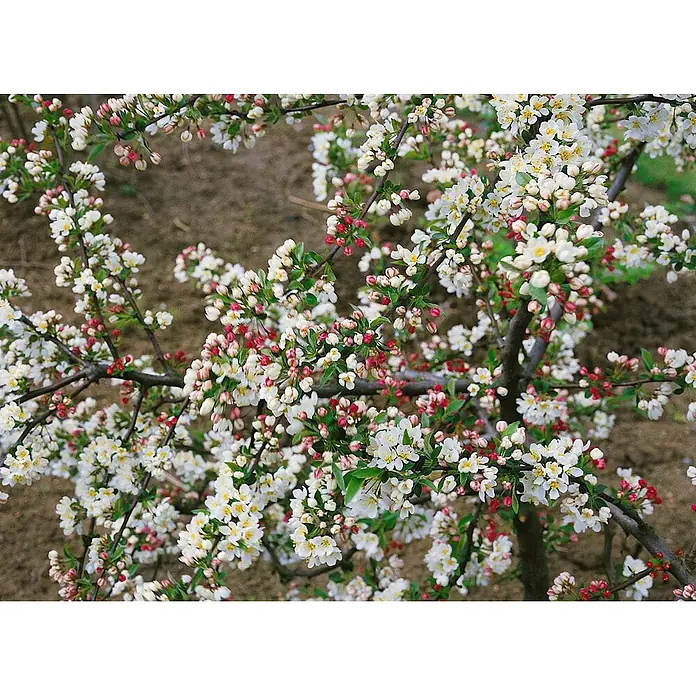 Pflanzen für dich Apfelbaum 80-100 cm -  - Zweige eines blühenden Baumes mit weißen Blüten und rosa/roten Knospen.