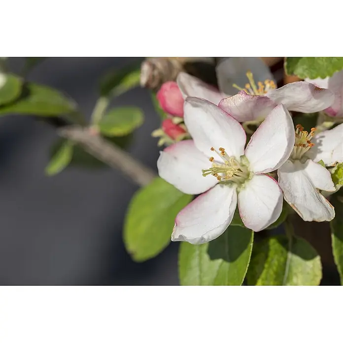 Pflanzen für dich Apfelbaum 150-200cm -  - Weiße und rosa Apfelblüten an einem Ast mit grünen Blättern und rosa Knospen.