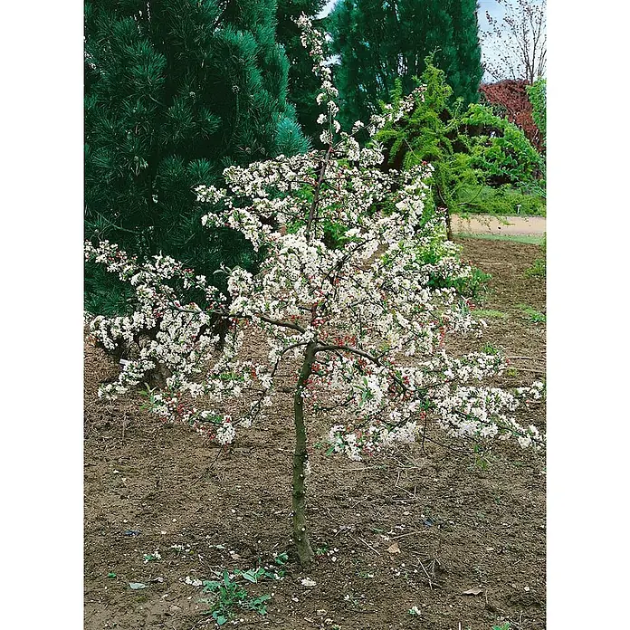 Pflanzen für dich Apfelbaum 80-100 cm -  - Blühender Zierbaum mit weißen Blüten und rötlichen Knospen in einer Gartenanlage.