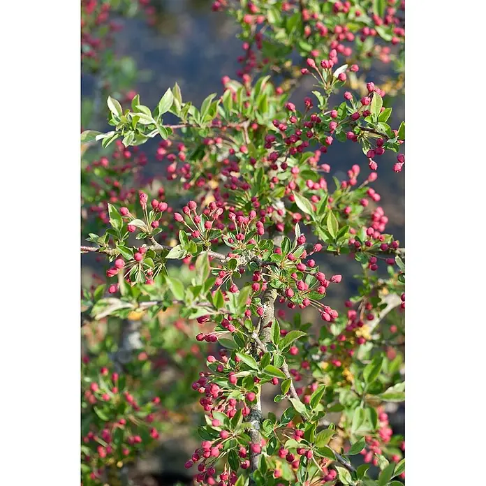 Pflanzen für dich Apfelbaum 80-100 cm -  - Ein Pflanzenzweig dicht bedeckt mit zahlreichen kleinen, leuchtend roten Blütenknospen und lebhaften grünen Blättern.