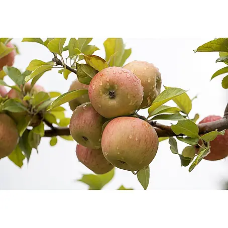Pflanzen für dich  Apfelbaum 150-200cm