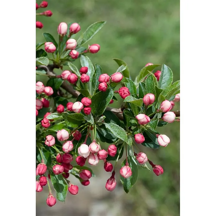 Pflanzen für dich Apfelbaum 80-100 cm -  - Zweige mit rosa und weißen Blütenknospen, die zum Aufblühen bereit sind.