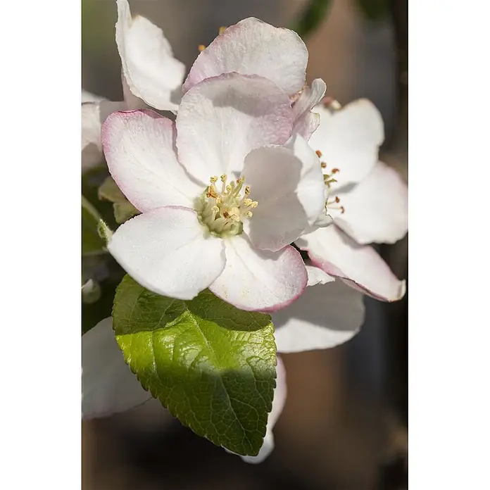 Pflanzen für dich Apfelbaum 150-200cm -  - Weiße Apfelblüte mit rosa Spitzen, gelben Staubblättern und grünem Blatt.