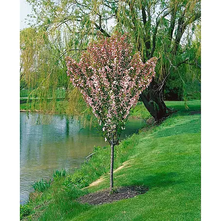 Pflanzen für dich  Apfelbaum Apfel 'Adirondack' 150-200 cm