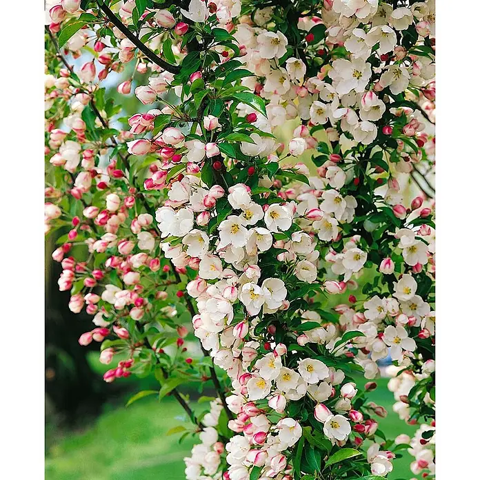 Pflanzen für dich Apfelbaum Apfel 'Adirondack' 150-200 cm -  - Blühender Ast mit zahlreichen weißen Blüten und rosafarbenen Knospen.