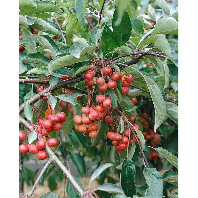 Pflanzen für dich Apfelbaum 60-100 cm -  - Kleine, reife rote und orangefarbene Zieräpfel hängen dicht an einem Ast, umgeben von grünen Blättern.