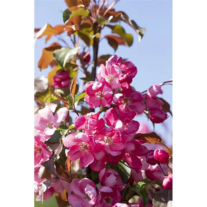 Pflanzen für dich Apfelbaum 80-100 cm -  - Leuchtend rosa Blüten mit helleren Mitten an einem Ast vor blauem Himmel.