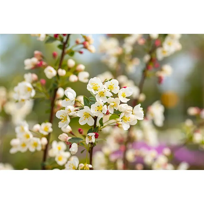 Pflanzen für dich Apfelbaum Apfel 'Adirondack' 150-200 cm -  - Nahaufnahme weißer Blüten mit gelben Staubgefäßen und rosa Knospen an grünen Zweigen.