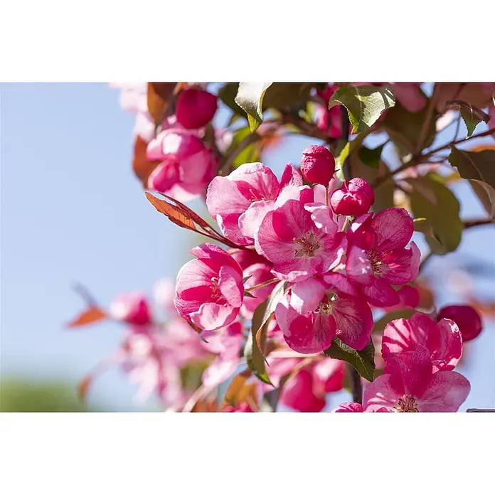 Pflanzen für dich Apfelbaum 80-100 cm -  - Lebhafte rosa Blüten an einem Ast vor blauem Himmel.