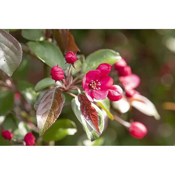 Pflanzen für dich Apfelbaum 80-100 cm -  - Leuchtend pinke Apfelblüten, einige offen mit Staubgefäßen, daneben geschlossene Knospen und grüne sowie rötliche Blätter an einem Ast.