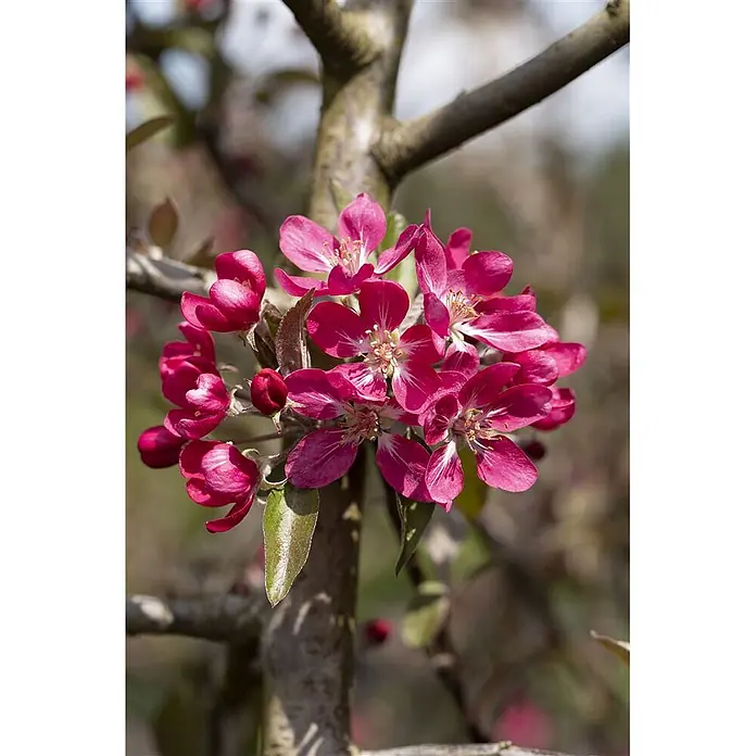 Pflanzen für dich Apfelbaum 80-100 cm -  - Nahaufnahme leuchtend pinker Blüten mit gelben Staubgefäßen an einem strukturierten braunen Ast.