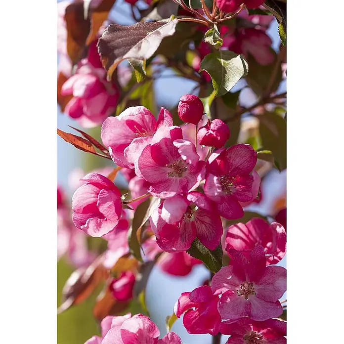 Pflanzen für dich Apfelbaum 80-100 cm -  - Leuchtend rosa Blüten und Knospen an einem Ast, mit einigen grünen und roten Blättern.